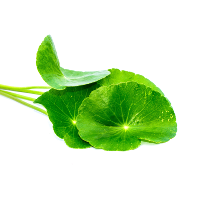 Centella-asiatica-400×400-1