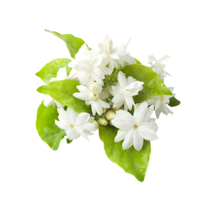 Gelsomino-400×400-1