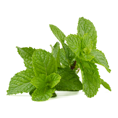 Menta-400×400-1