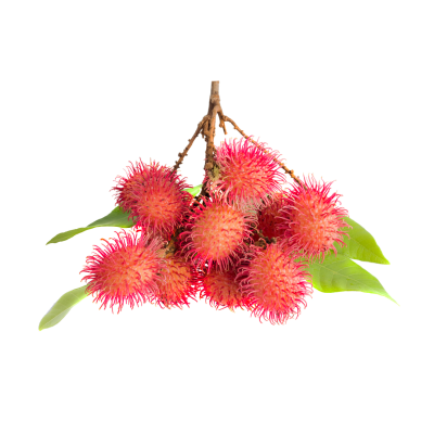 Rambutan-400×400-1
