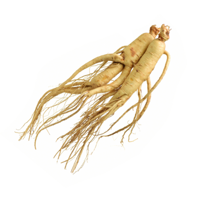 ginseng-400×400-1