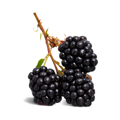 mora-di-rovo-400×400-1