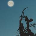 “Glow by The Moonlight”: un rituale di bellezza con la luna piena del 9 agosto (in Acquario)